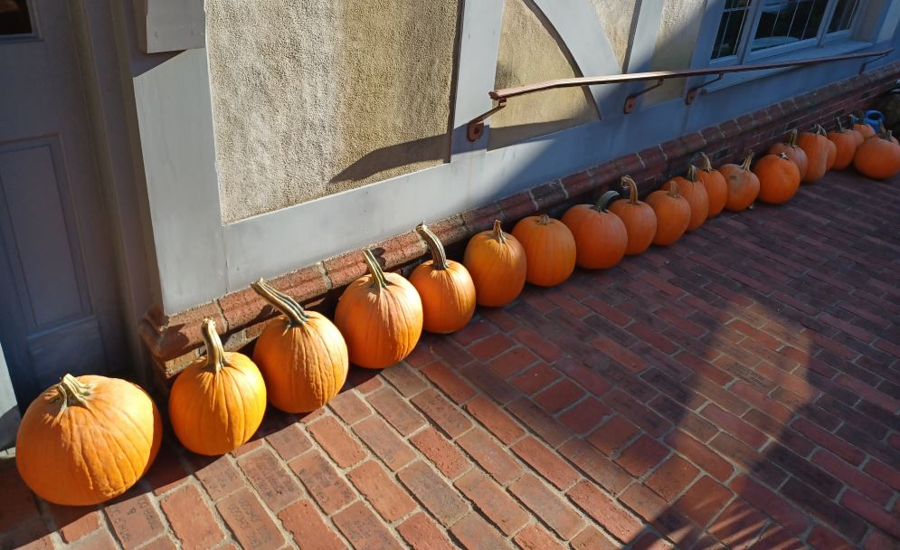 Come to  East Hampton Library &amp; pick up a pumpkin for our pumpkin carving contest.
Carved pumpkins have to be returned before we close on Friday 10/25 before 5 PM 1st prize is a $200 gift card to Smokey Buns #pumpkincarving #pumpkincarvingcontest #smokeybuns #EastHamptonLibrary