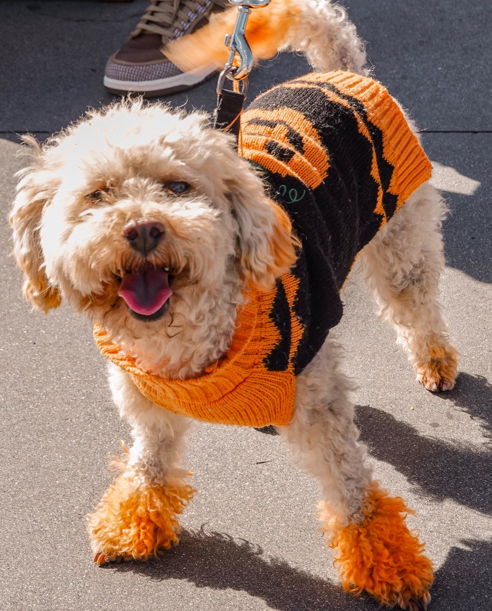 Calling all pup-parents! 🐾 Are you and your pup ready for howl-o-ween? Don't miss the chance to strut your stuff and sign up to compete at Ghirardelli Square and Yap's dog costume competition this Saturday! 🐶👻