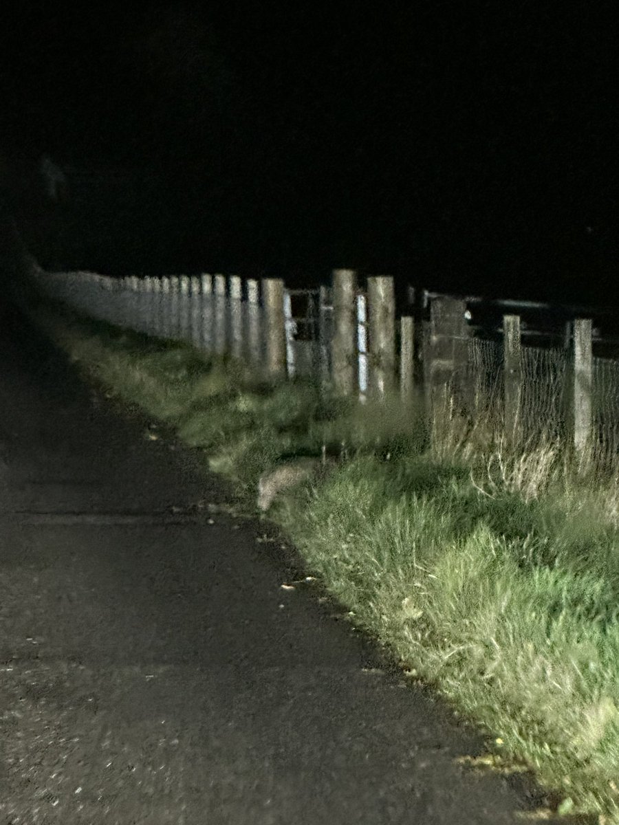 alonsocentrism1's tweet photo. Went looking for stags this evening with @malacleit and while we found plenty the main excitement was a Badger on the way back. #Badger #Strathconon https://t.co/JJvkS1ahvG