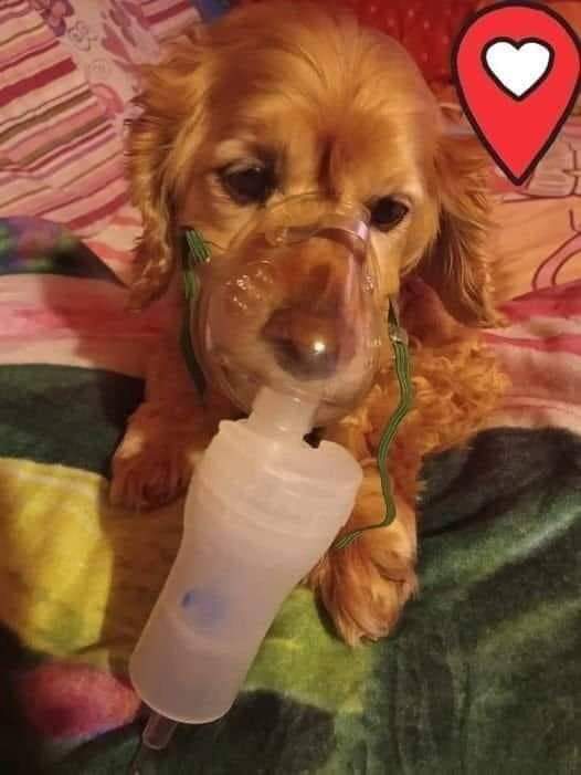 Happy Dog tweet media
