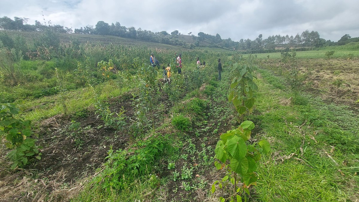 jazzkuria's tweet photo. #SyntropicAgroforestry
#BabystepslookingGood

To God be the glory https://t.co/CbdVBvEiIl
