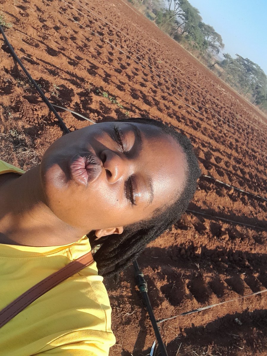 Long day .....cabbage planting in Glendale, Mazowe. 
#PMAGRO 
#Missfarmer💚

Kindly follow my facebook page guys . Mese muri 3 000+ .

facebook.com/share/WdQrfRc9…

I love ya'll 💚