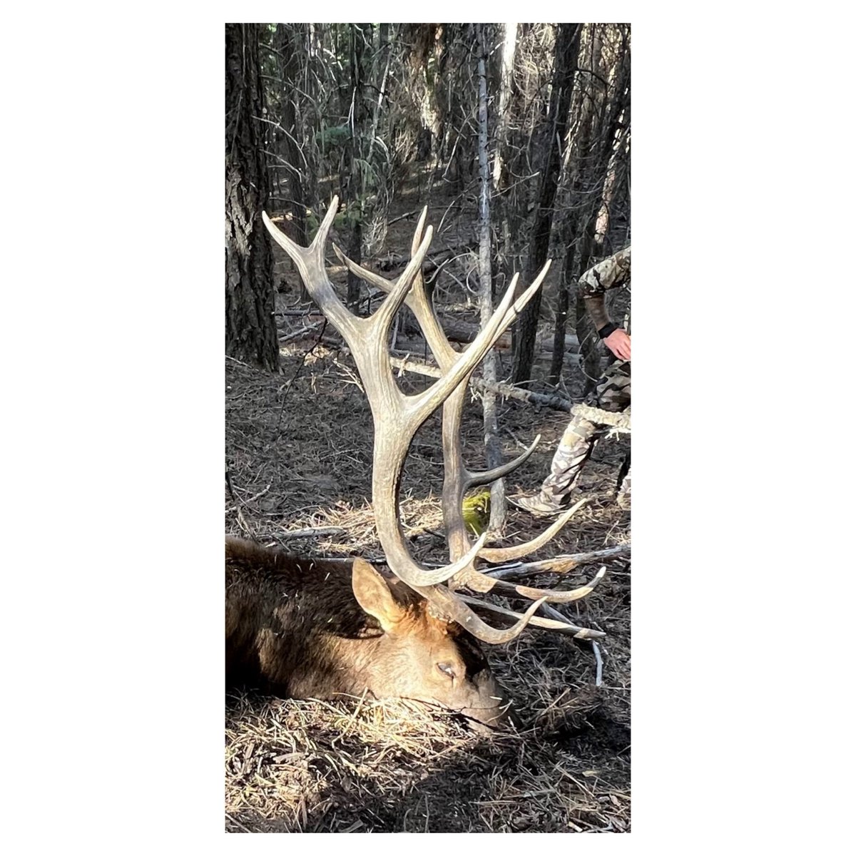 BadAssOutdoor's tweet photo. @owen_3033 dropping a stud bull with help from badass outdoor gear’s custom arrows!! Share your success with us to be featured.
-
-
-
#badassoutdoorgear #hunting #archeryseason #badasscustomarrows #bowseason #bullelk https://t.co/AzGLlb6SaW