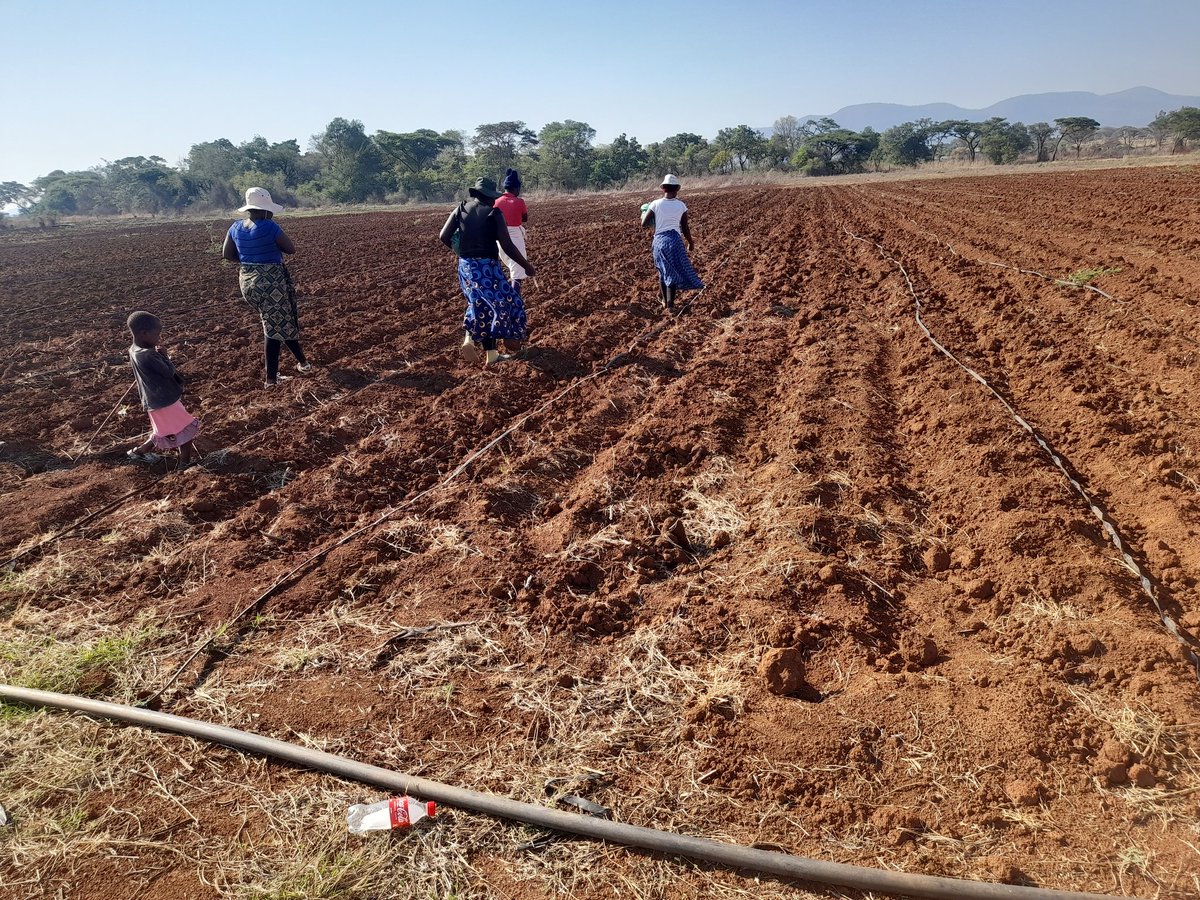 MusvosviPraise's tweet photo. Long day .....cabbage planting in Glendale, Mazowe.
#PMAGRO
#Missfarmer๐
Kindly follow my facebook page guys . Mese muri 3 000+ .
https://t.co/Qd650axlSv
I love ya'll ๐ https://t.co/rrzJGzZ4Cz