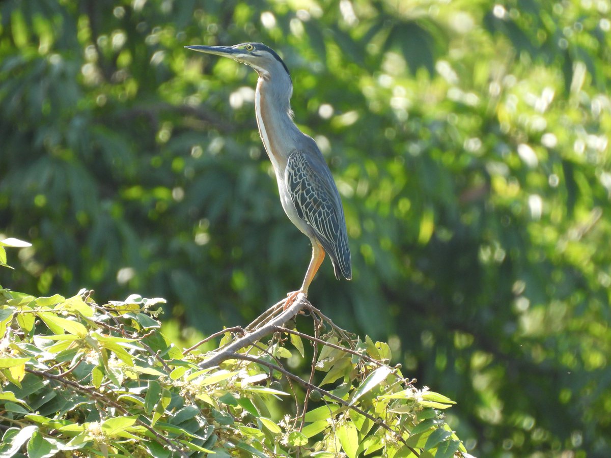 El pasado 12 de octubre, Pajonales hizo parte del primer October Big Day🐦‍, en conmemoración de la semana mundial de las aves y el día mundial de las aves migratorias🌱
Con estas iniciativas en Pajonales ratificamos nuestro compromiso sostenible🌎

#OctoberBigDay #somospajonales
