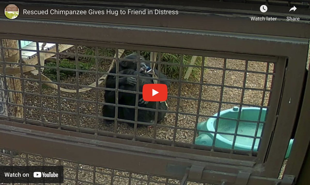 Chimpanzee Sanctuary Northwest tweet media
