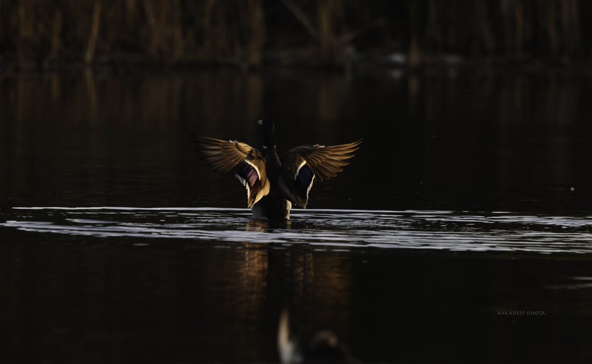 Mandeepsihota's tweet photo. Mallard glows in the golden light😊 #Ducks #Ducksinwild #Smile #DuckPhotography #Twitterducks  #twitternaturecommunity #Canon #twitternaturephotography #IndiAves #DucksofTwitter #Canonphotography #Shotoncanon https://t.co/bRU7DnTHrs