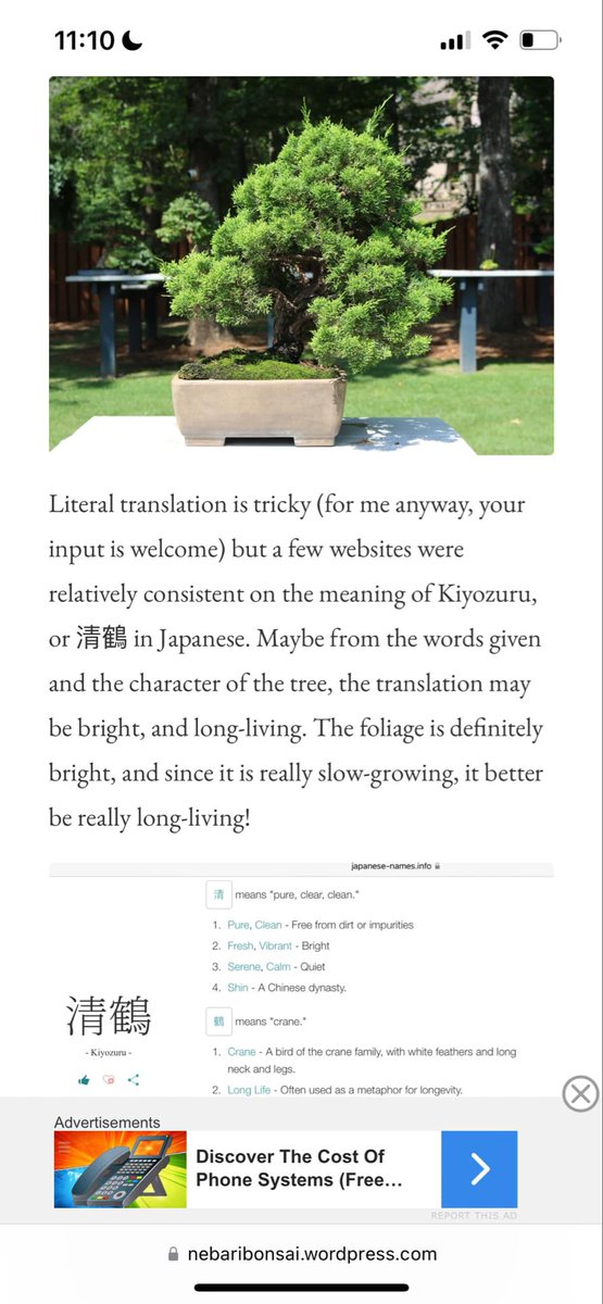 MatsuyoshiH's tweet photo. だれか清鶴という真柏を聞いたことがありますか？

お客さんからの問い合わせなのですけれど https://t.co/Os2kNk4DH3