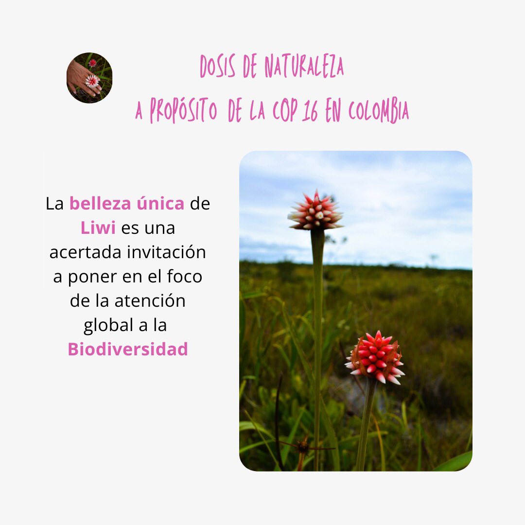 Dosis de Naturaleza 
Sobre la Flor emblemática de la #COP16 
Se llama Liwi, Flor de Inírida.
Vive en el #Amazonas 
#Biodiversidad #PazConLaNaturaleza