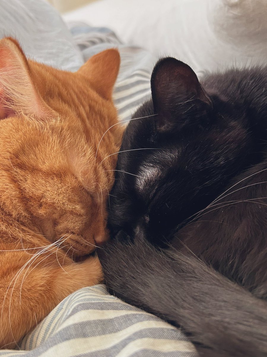 ほむ(たぴ) tweet media