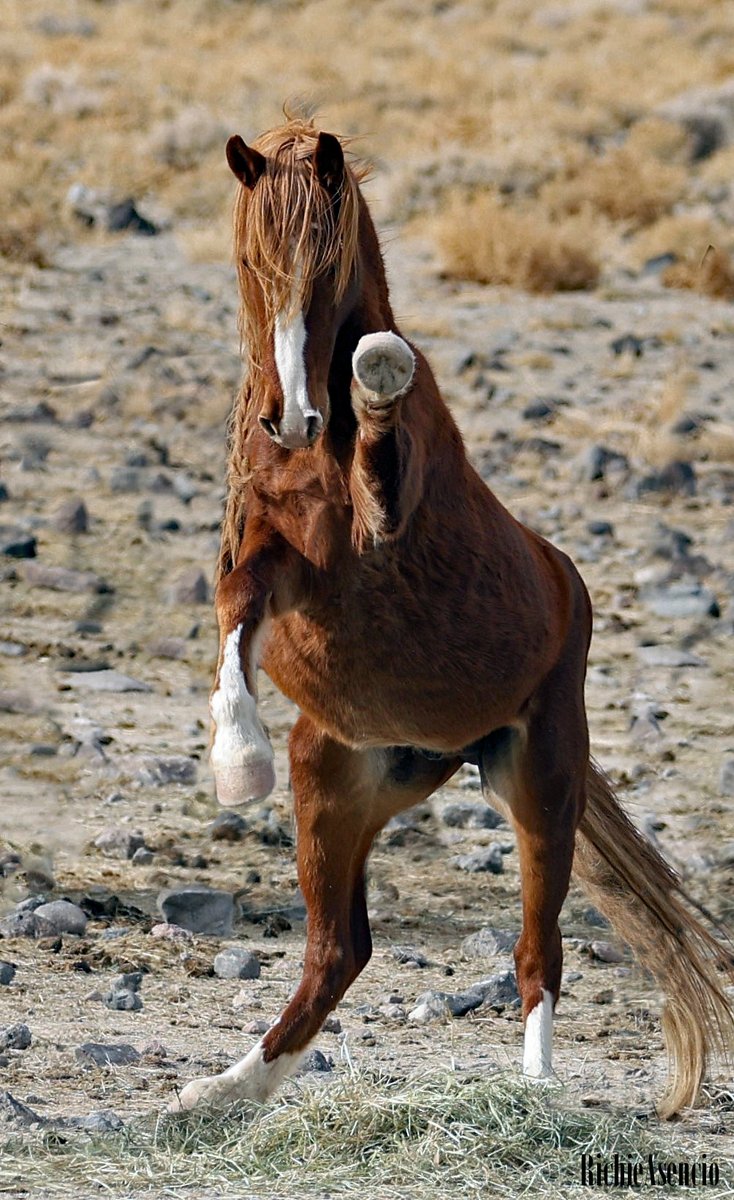 FreeWildHorses's tweet photo. Lesharo wants YOU to spread the word about wild horses! This year, the BLM plans to capture nearly 11,500 wild horses and burros. Our power is in numbers. Let's build the wild horse conservation movement to #keepwildhorseswild 🐴 Photo by Richie Asencio https://t.co/LrhqAR31Sq