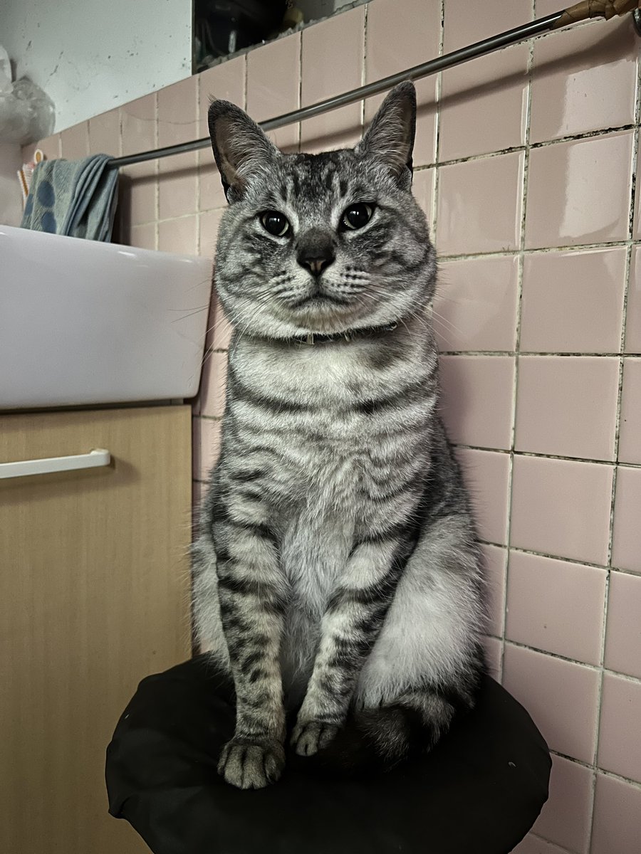magozaemon3's tweet photo. 猫を探しています。昨日から飼い猫が居なくなりました。サバトラ♂3歳くらい。体重5〜6キロ。青ベースチェック首輪。紐で繋いでいたのですが千切れたというよりは切られているような断面で連れ去りの可能性もあり。
#拡散希望RT協力お願いします 
#猫を探しています 
#山形県鶴岡市 https://t.co/IUTp6Ahzp8