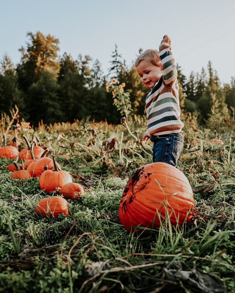 thefraservalley's tweet photo. There's still time to pick your perfect pumpkin!

Fraser Valley's pumpkin patches are ready for you to wander and find your sense of discovery. Even if you've already got one to carve, there's no better way to spend an autumn afternoon.

Learn more: https://t.co/Rv0hvPHsqI https://t.co/VMbcvIhGZB