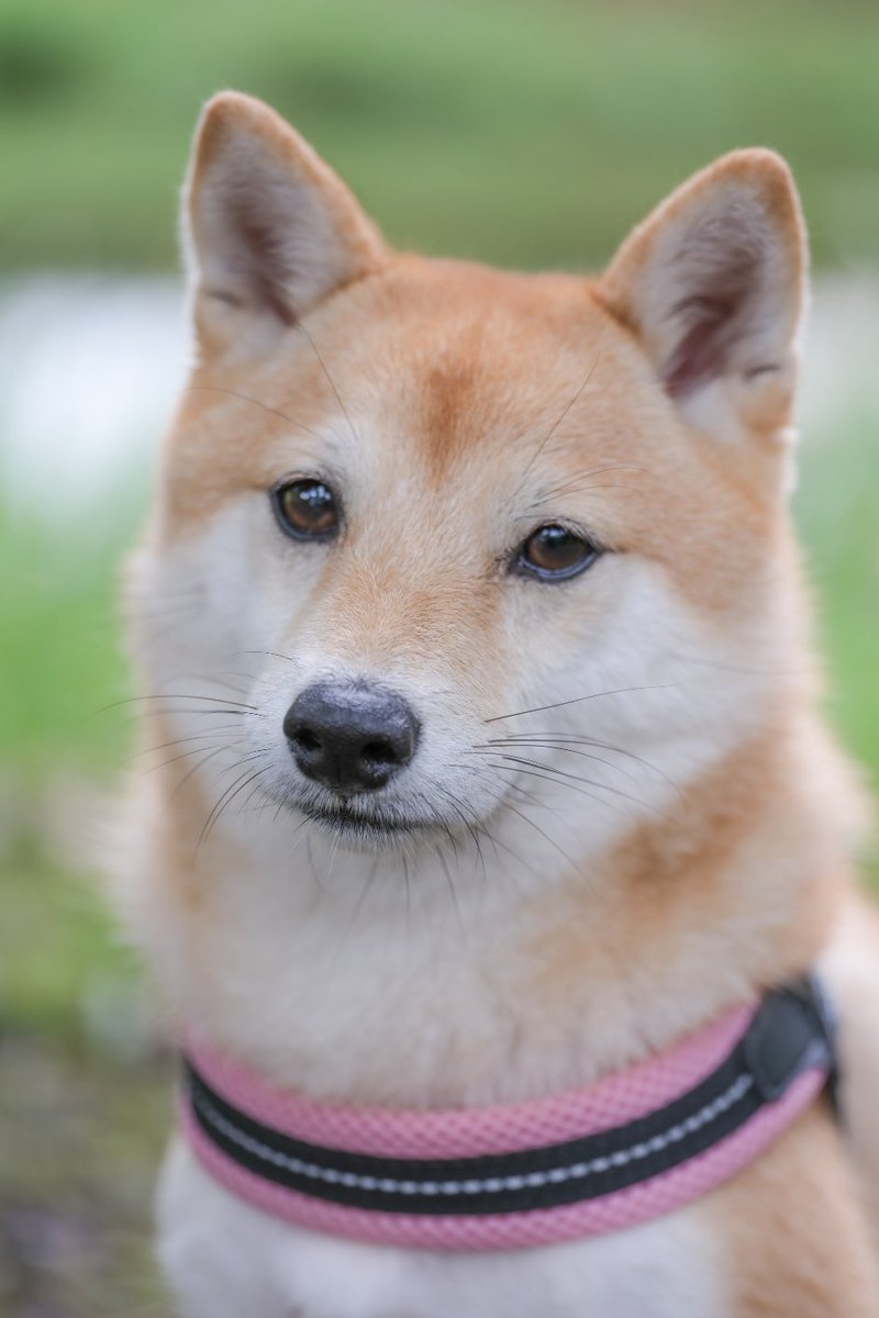 ここちゃん (@cocochan20202) / Posts / X