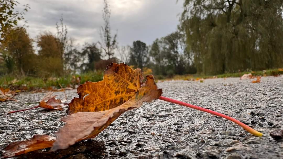 Waiting for winter🍁