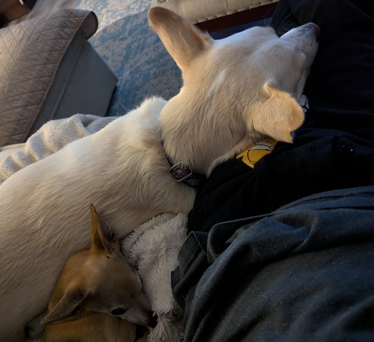 WernerKlopek (@drwernerklopek) on Twitter photo These dogs... These dogs...
