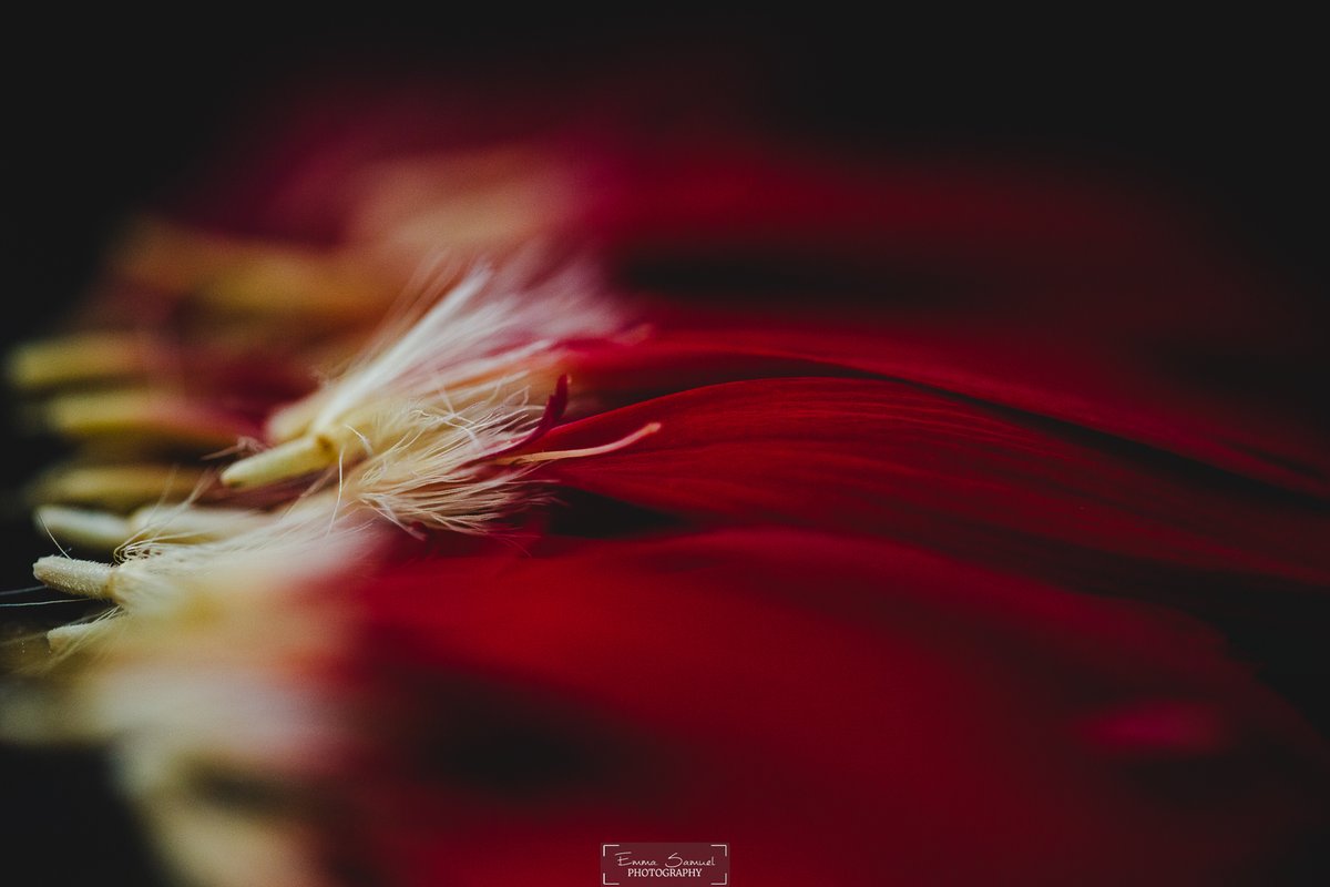 Gm and happy #TezosTuesday with new work!❤️

2 new pieces added to my "It's the Little Things" collection!

Editions of 10
5 $xtz

"Float"
The world feels lighter when you take a moment to float above the noise, just like this droplet, effortlessly at peace.