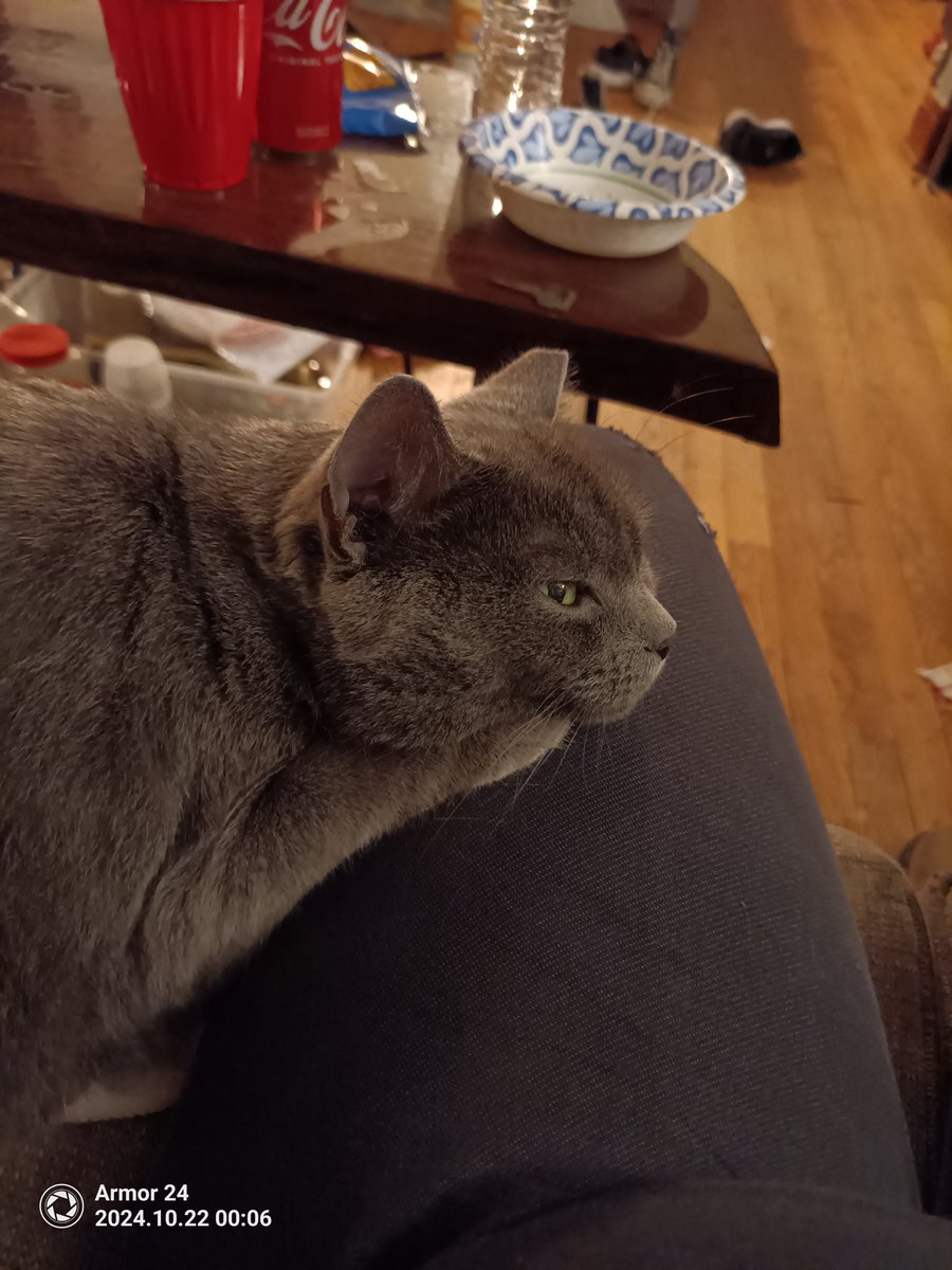 XianJaneway's tweet image. Sleepy baby: 
#MamaCat #CatTwitter