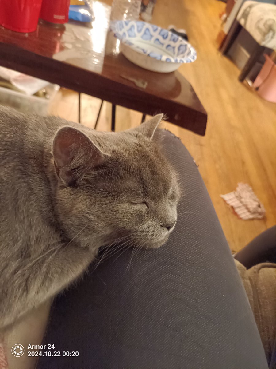 XianJaneway's tweet image. Sleepy baby: 
#MamaCat #CatTwitter