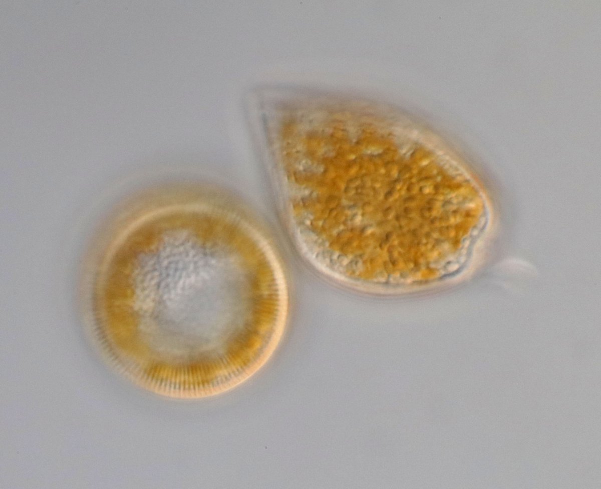 Yesterday in the Pacific Ocean near San Francisco #diatoms and #dinoflagellates #phytoplankton