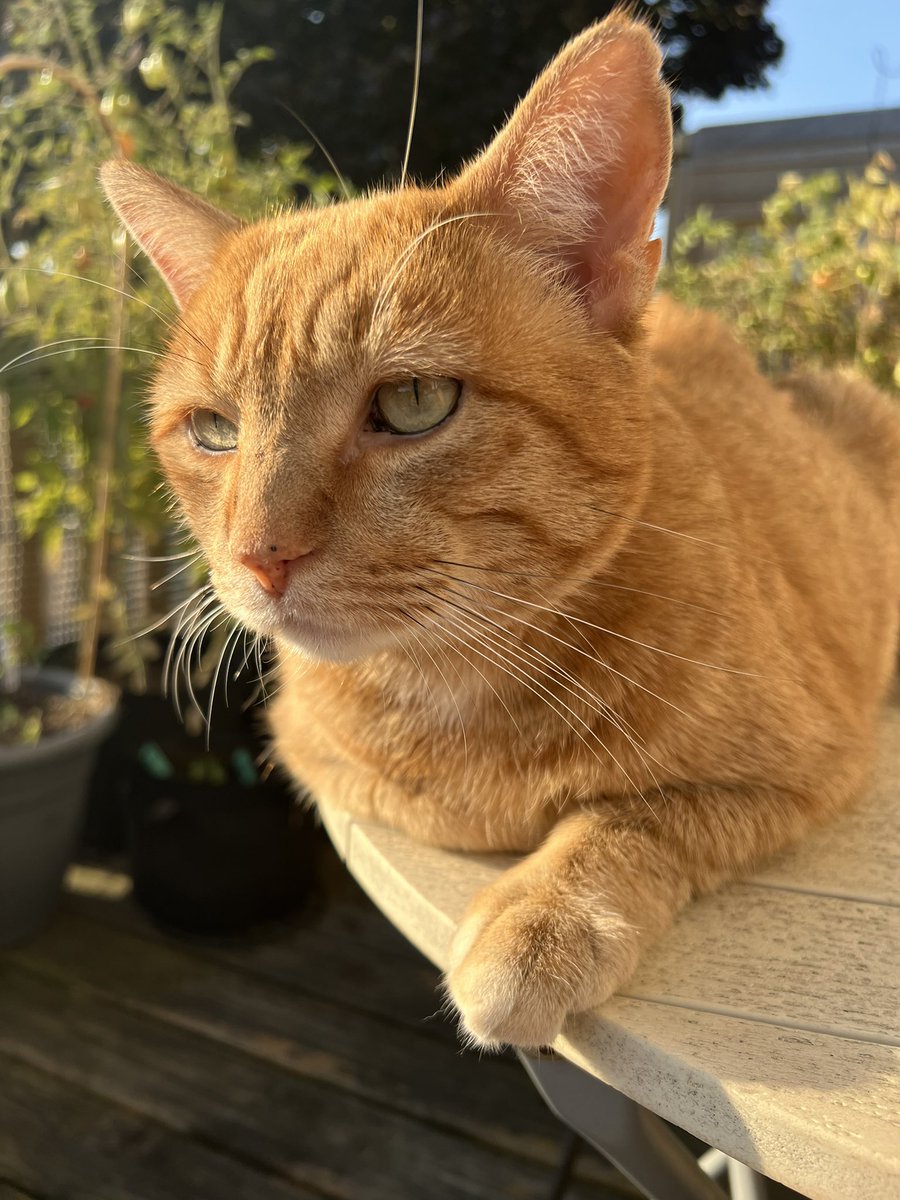 catbecket's tweet photo. it's been 5 years tonight since i first held this little guy!! here's a little before and after of our Billy boy 🧡 https://t.co/lrvGF1q4eZ