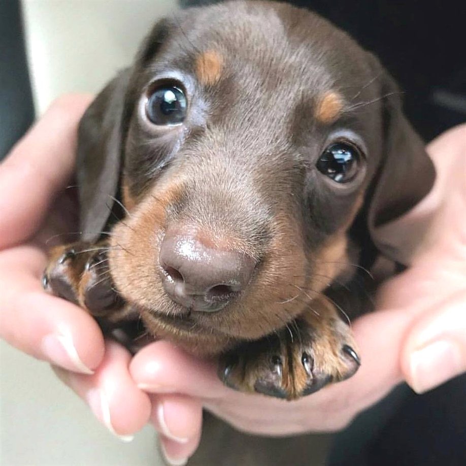 Puppies 🐶 tweet media