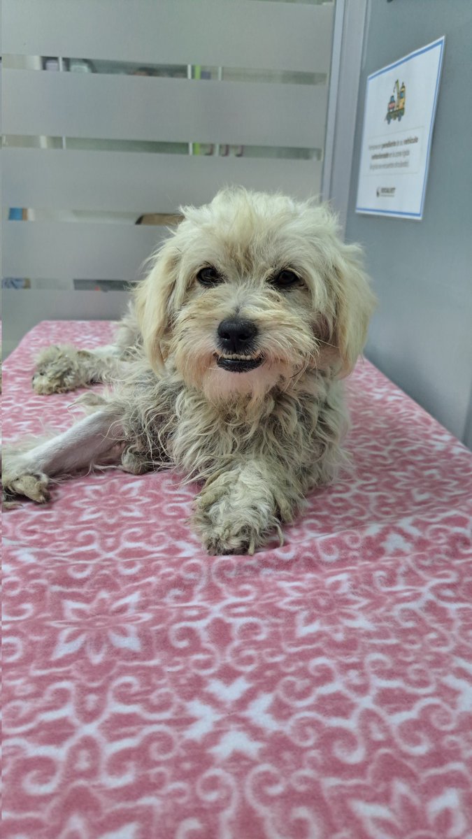 PATAS REFUGIO tweet media