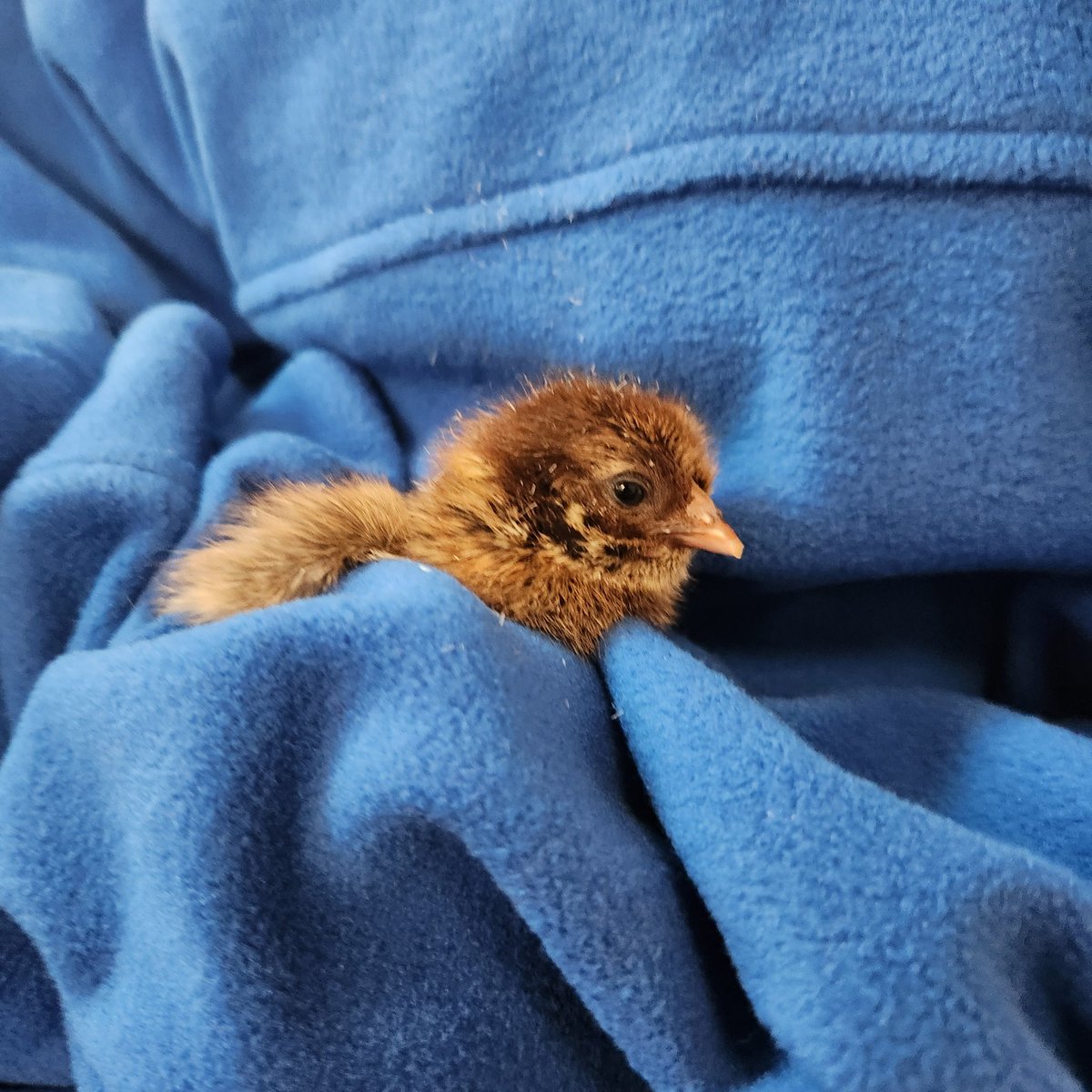 Megan Melhouse tweet media