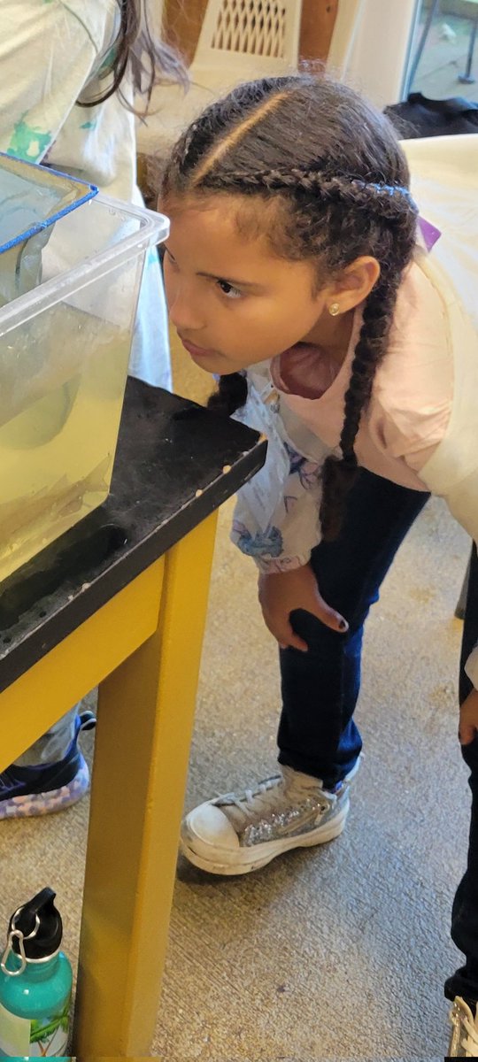NCEEC (@nanjemoycreek) on Twitter photo Tides finally decided to cooperate, so <a href="/DrJamesCraikES/">Dr. James Craik ES</a> students were able to strap on their boots and get in the water! They discovered lots of great species and about a 20 cm catfish!! <a href="/CCPS/">Charles County Public Schools</a> <a href="/CCPS_Science/">CCPS Science</a> <a href="/MDDNRFISH/">MD Fishing & Boating</a> #nature #outdooradventures Tides finally decided to cooperate, so <a href="/DrJamesCraikES/">Dr. James Craik ES</a> students were able to strap on their boots and get in the water! They discovered lots of great species and about a 20 cm catfish!! <a href="/CCPS/">Charles County Public Schools</a> <a href="/CCPS_Science/">CCPS Science</a> <a href="/MDDNRFISH/">MD Fishing & Boating</a> #nature #outdooradventures