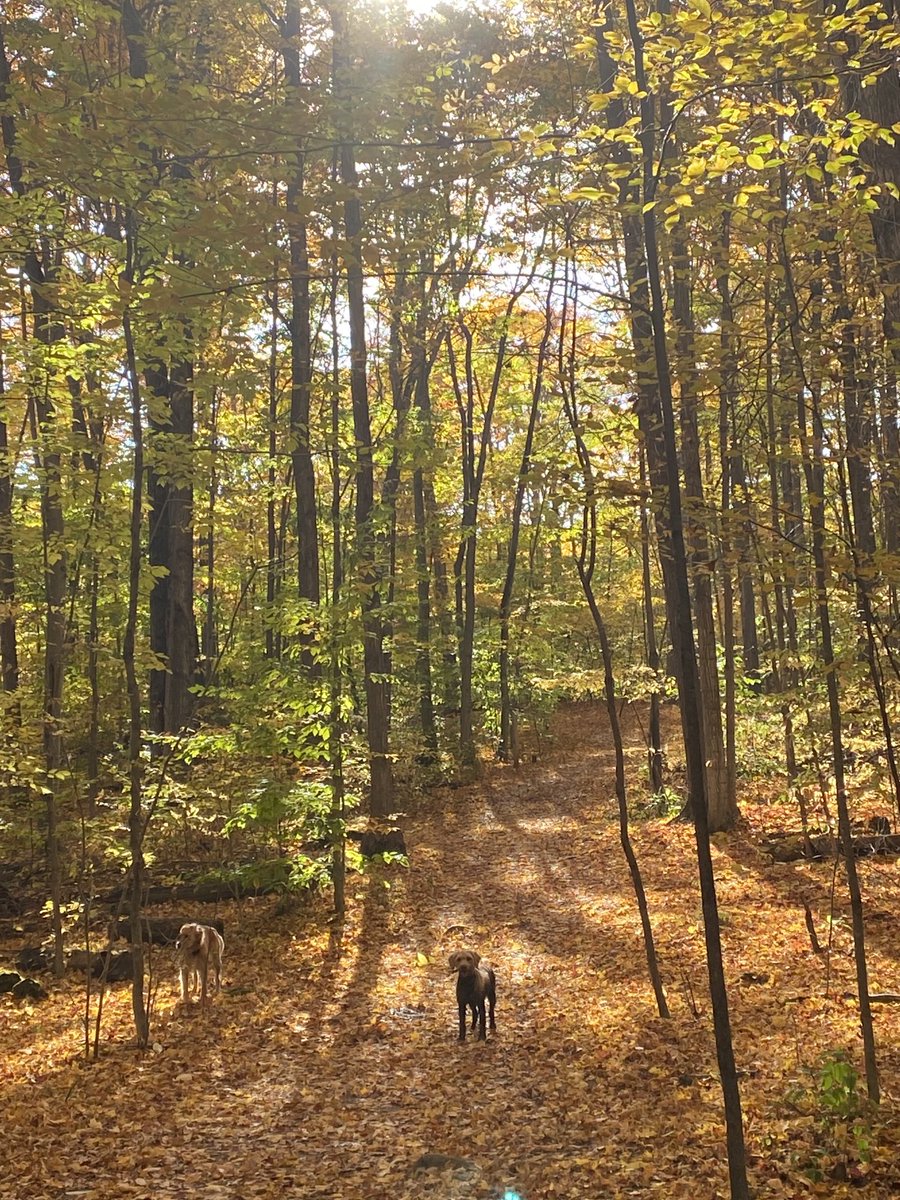 shesrideordie's tweet image. A muddy dog is a happy dog! #Ruby #Daisy #Arkell #Hiking