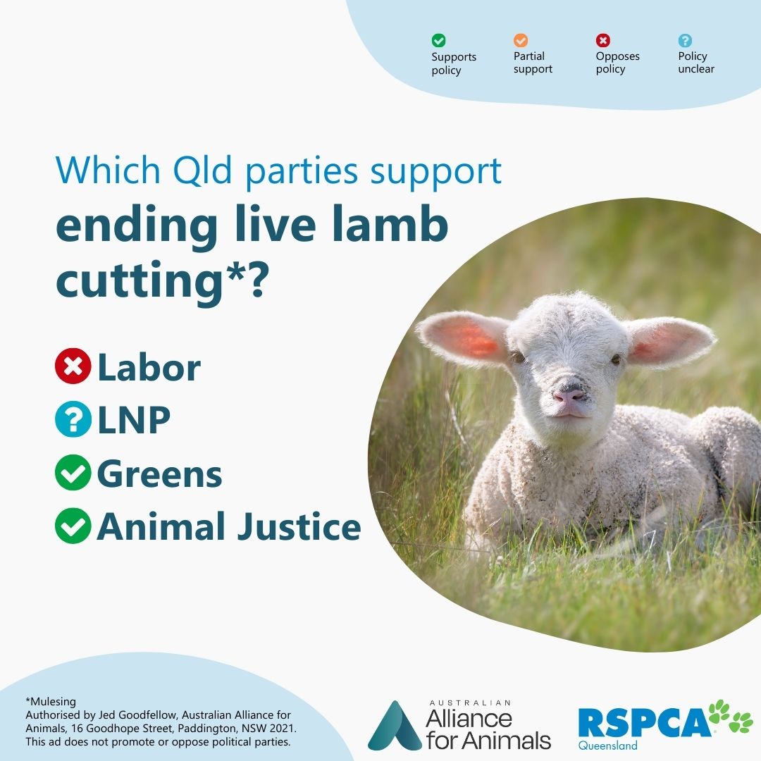 Animals Australia tweet media