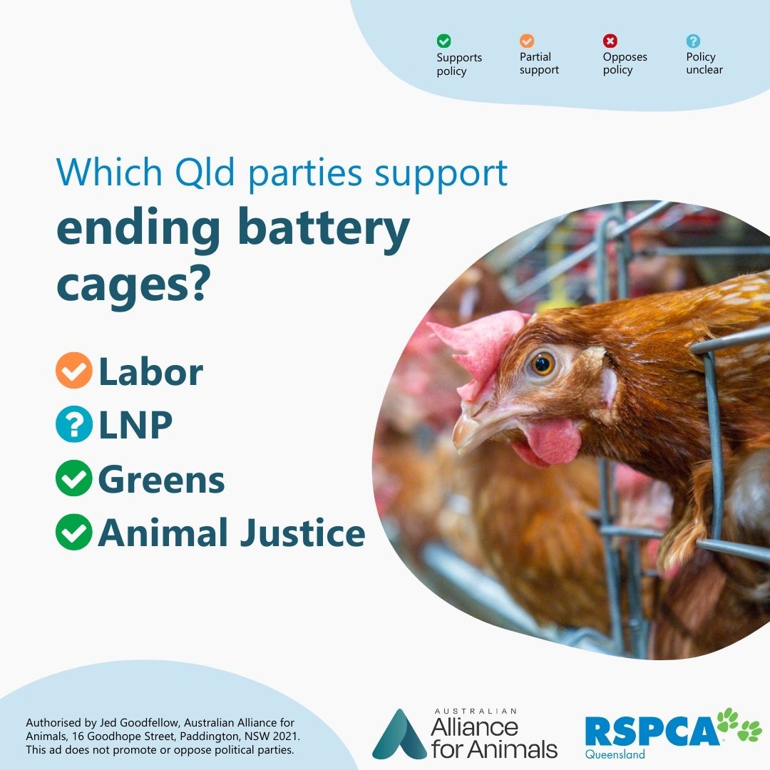 Animals Australia tweet media