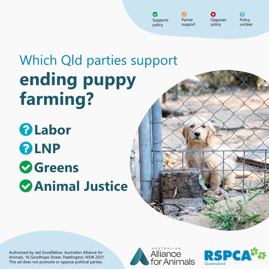 Animals Australia tweet media