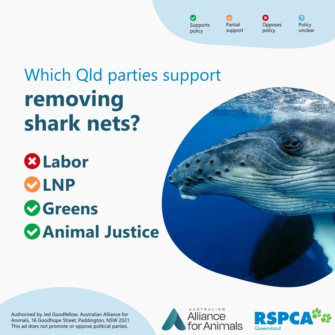 Animals Australia (@animalsaus) on Twitter photo Queensland friends: Only days away from the state election, do you know where the parties stand on key animal protection issues? Our friends from <a href="/Alliance_AAFA/">Australian Alliance for Animals</a> have published these handy scorecards, with the full guide available on their website: bit.ly/QLD-election-a… Queensland friends: Only days away from the state election, do you know where the parties stand on key animal protection issues? Our friends from <a href="/Alliance_AAFA/">Australian Alliance for Animals</a> have published these handy scorecards, with the full guide available on their website: bit.ly/QLD-election-a…