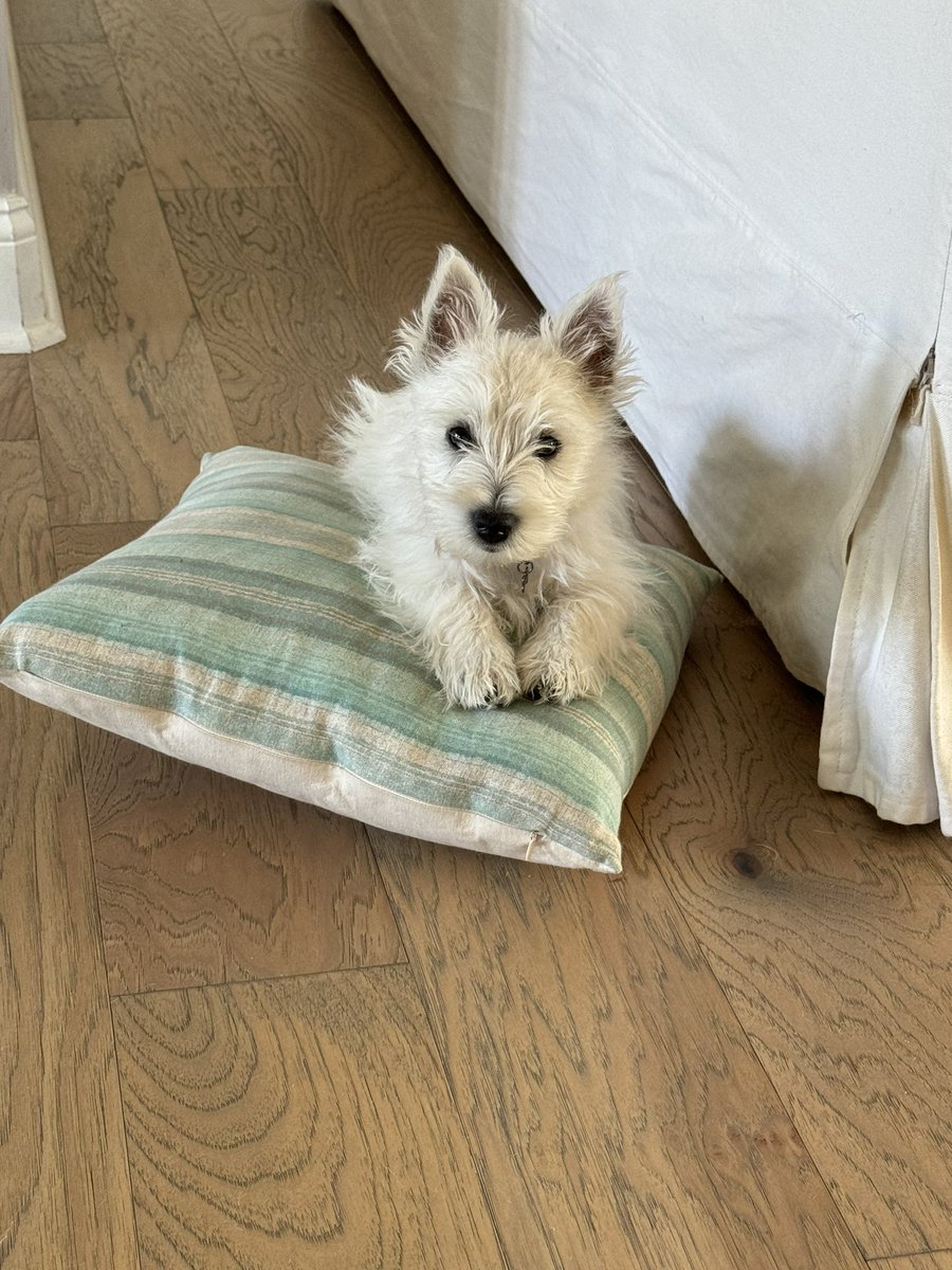 PAmotherrunner's tweet photo. Dis Bish #LizzyBennet (those are my 🤑 throw pillows she just decided to prop up on 🤬) #pillowgate https://t.co/p3lrJHaAmH