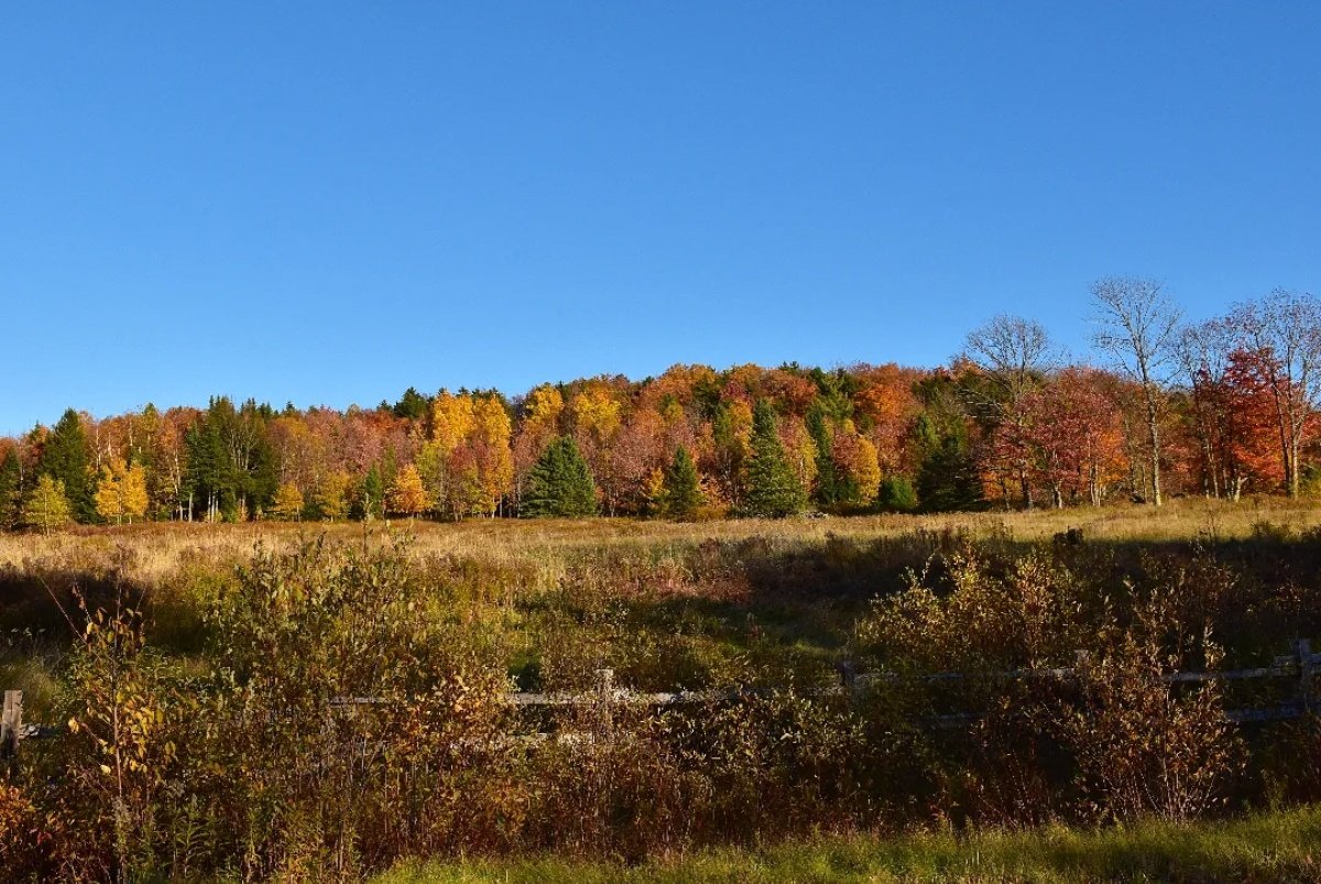 yanneyboy1's tweet photo. Autumn vibes in the country pic of the day!
๐พ๐ฒ๐ณ๐๐
#autumn2024 #NatureBeauty #outinthecountry #georgeville #easterntownships #Quebec
@BetterParties @grub12321 @RicardoCalvrio1 @dunlopfirestone @333mzma @Mayascribe @CeriWillott @nascar_oz @stackartist https://t.co/WYc5E5qzdC