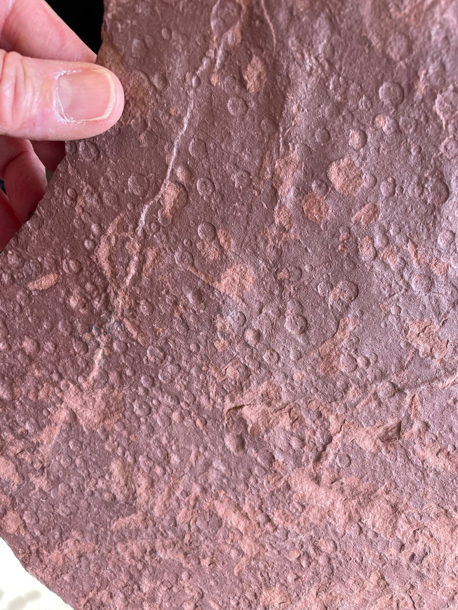 Raindrop impressions-- a light sprinkling from perhaps a Tuesday afternoon, some 300 million years ago, give or take. From the Maroon loessite, Colorado. #loess #dust #raindrop #paleoweather