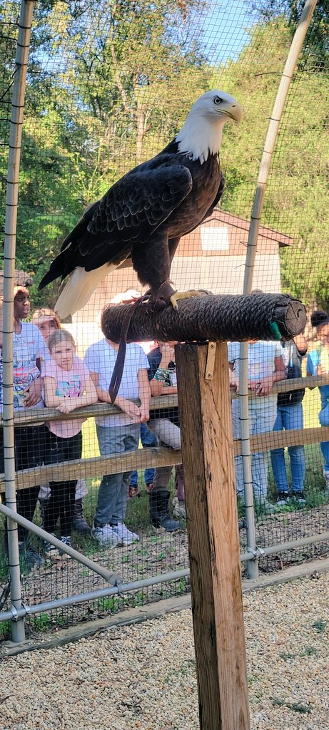 NCEEC (@nanjemoycreek) on Twitter photo More beautiful weather made for a great day at the marsh with <a href="/DrJamesCraikES/">Dr. James Craik ES</a> Tigers! They topped off their afternoon with a visit to our raptors. <a href="/CCPS/">Charles County Public Schools</a> <a href="/CCPS_Science/">CCPS Science</a> #nature #outdooradventures #FlyEaglesFly More beautiful weather made for a great day at the marsh with <a href="/DrJamesCraikES/">Dr. James Craik ES</a> Tigers! They topped off their afternoon with a visit to our raptors. <a href="/CCPS/">Charles County Public Schools</a> <a href="/CCPS_Science/">CCPS Science</a> #nature #outdooradventures #FlyEaglesFly