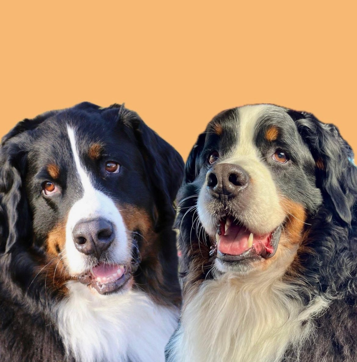 GuinnessDawg's tweet photo. My 2 Berner Angels. Guinness on the left and Finnegan on the right. Loved dearly and missed so much 💔🌈🐾💔🌈🐾 https://t.co/ziy2uvNVCg