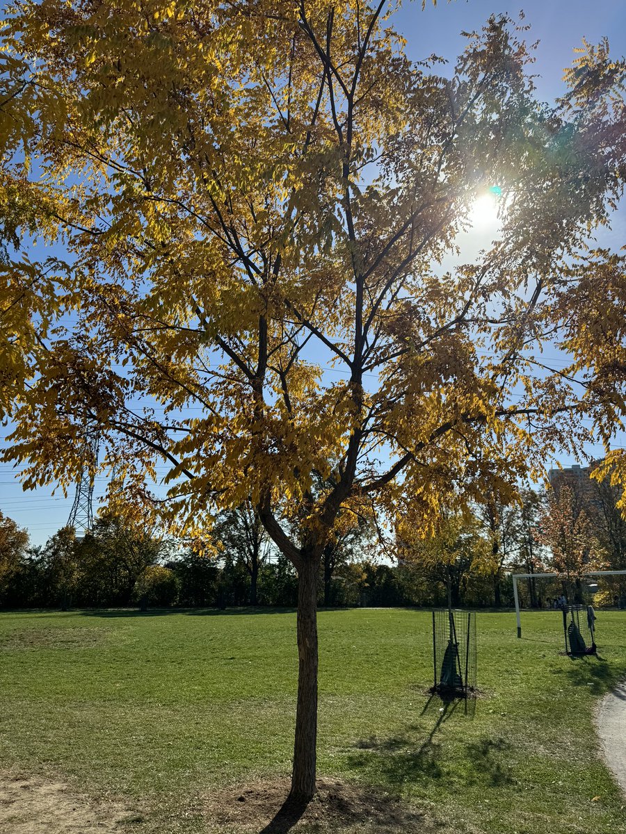 DriftwoodPublic's tweet photo. Today was the perfect day for outdoor learning! Our FDK students had a blast on a fall scavenger hunt, exploring nature and discovering the gifts the land has to offer. Learning doesn’t get better than this! 🍂🌍 #LearningFromTheLand
@LC1_TDSB @MatiasdeD @Ms_Castellon https://t.co/v7TFhsDj8l