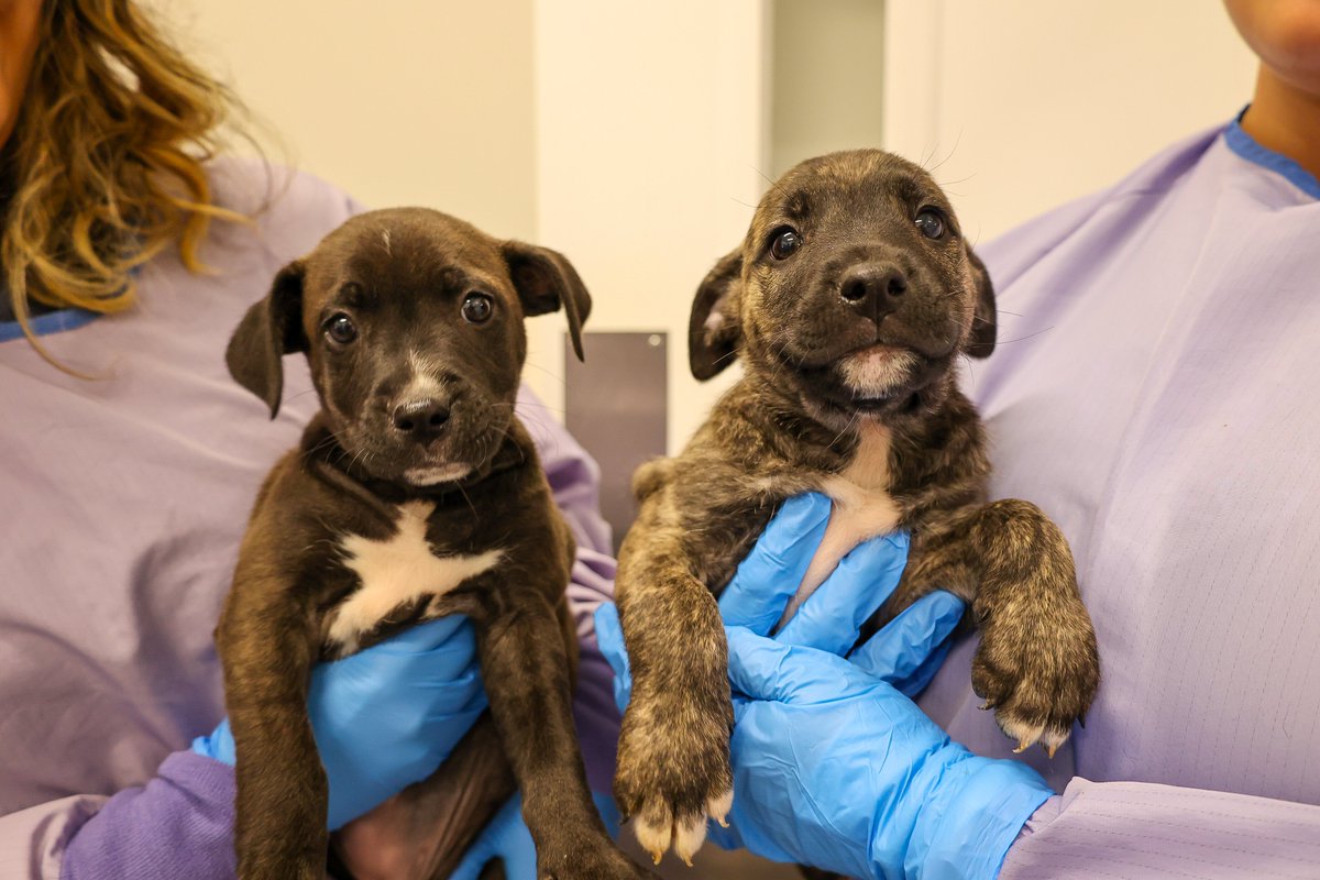 WGNNews's tweet photo. PAWS Chicago has taken in 16 puppies rescued from mountain communities around Asheville, North Carolina that were devastated by flooding from Hurricane Helene. Read more for how you can help.
https://t.co/8lLDmEeZjc https://t.co/OnVqgbBsFP