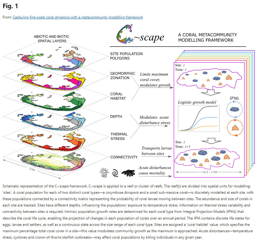 Harry Moore (@harryymoore) on Twitter photo New paper from <a href="/A_K_Cresswell/">Dr Anna Cresswell</a> ! 📄✨ C~scape, a coral metacommunity model, captures fine-scale coral dynamics across reefs. Case study from the Great Barrier Reef shows its value for management and restoration. nature.com/articles/s4159… New paper from <a href="/A_K_Cresswell/">Dr Anna Cresswell</a> ! 📄✨ C~scape, a coral metacommunity model, captures fine-scale coral dynamics across reefs. Case study from the Great Barrier Reef shows its value for management and restoration. nature.com/articles/s4159…