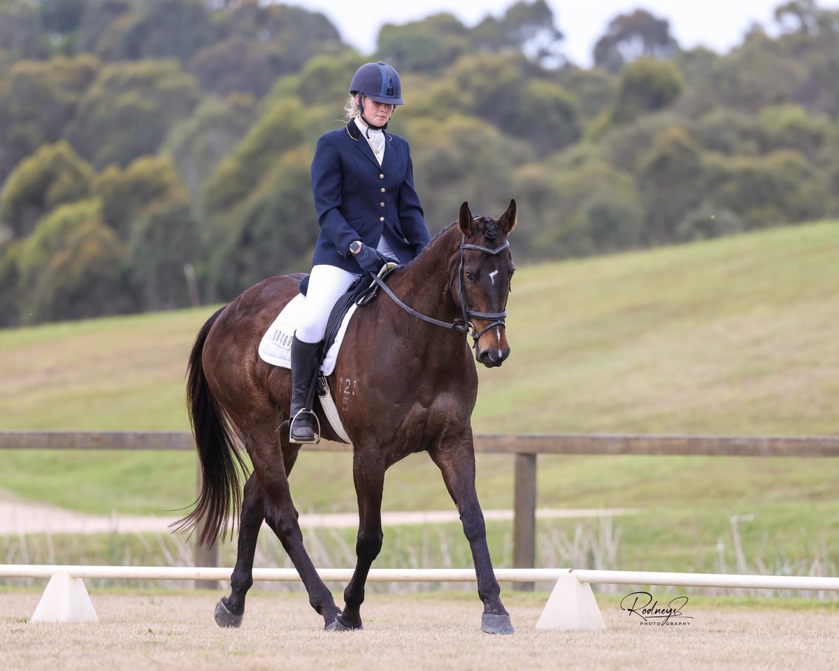 Equimillion 2024 was a superb showcase of retired thoroughbred racehorses with some big names and not so well known ex-gallopers competing across four disciplines. Pictured here are some names you'll know - Nature Strip, Hartnell, Art Cadeau and Two Big Fari!