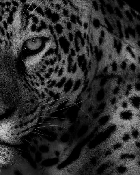 ملاك tweet media