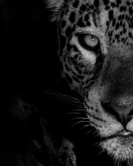 ملاك tweet media