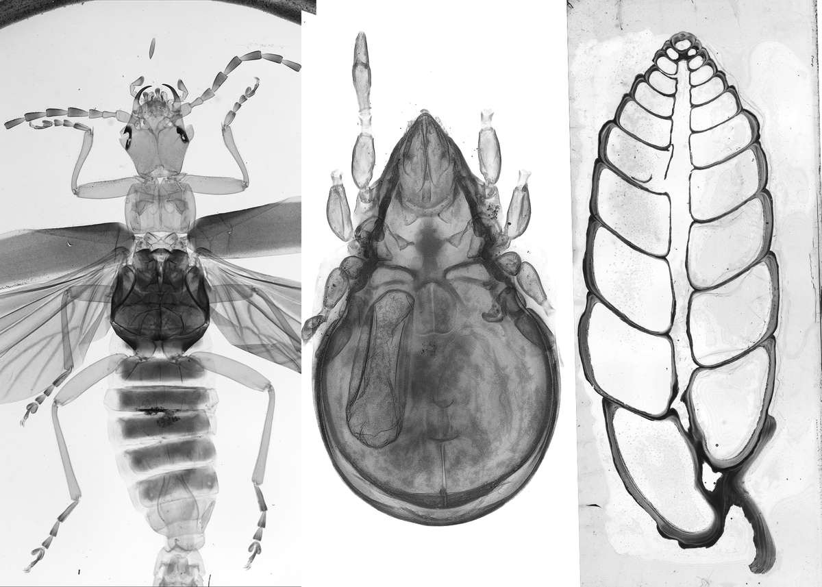 Srivastava Lab (@acoel_hofstenia) on Twitter photo Excited to share that we have two curatorial assistant positions open for our new <a href="/NSF/">U.S. National Science Foundation</a> CAPACITY grant to digitize slide-mounted specimens in the invert collections <a href="/MCZHarvard/">Museum of Comparative Zoology</a>.
sjobs.brassring.com/TGnewUI/Search…
sjobs.brassring.com/TGnewUI/Search… Excited to share that we have two curatorial assistant positions open for our new <a href="/NSF/">U.S. National Science Foundation</a> CAPACITY grant to digitize slide-mounted specimens in the invert collections <a href="/MCZHarvard/">Museum of Comparative Zoology</a>.
sjobs.brassring.com/TGnewUI/Search…
sjobs.brassring.com/TGnewUI/Search…