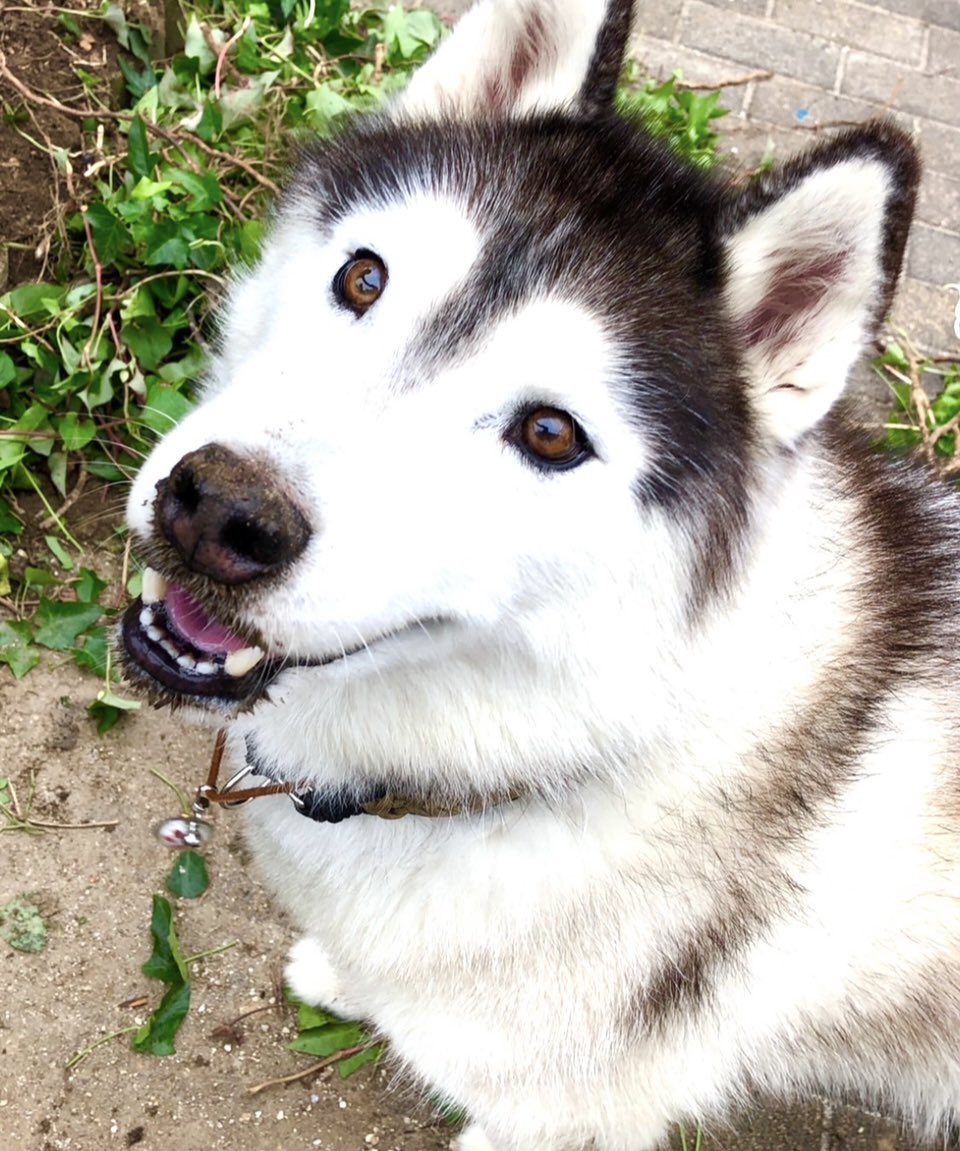 お空から笑顔のお届け✨
byバルト
#シベリアンハスキー