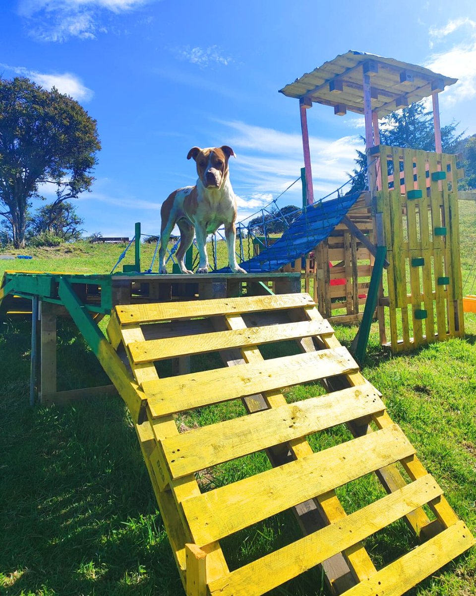 GlobalStrays's tweet image. 🐾 Check out this adorable playpen that our partner shelter, Fundacion Empaticas, built for their shelter dogs! Thanks to the donation of a child’s playpen, they creatively transformed it using pallets, giving the pups a fun and safe space to enjoy. 🐶🎉 
#globalstrays
