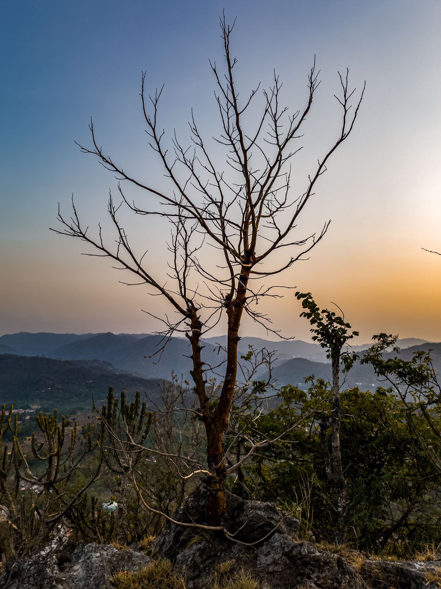 iamitpal101's tweet photo. ♻️🌲💫✨

#trees #nature #PhotographyIsArt #baretree #green #hills #mountaintop https://t.co/CVvf7YcLog