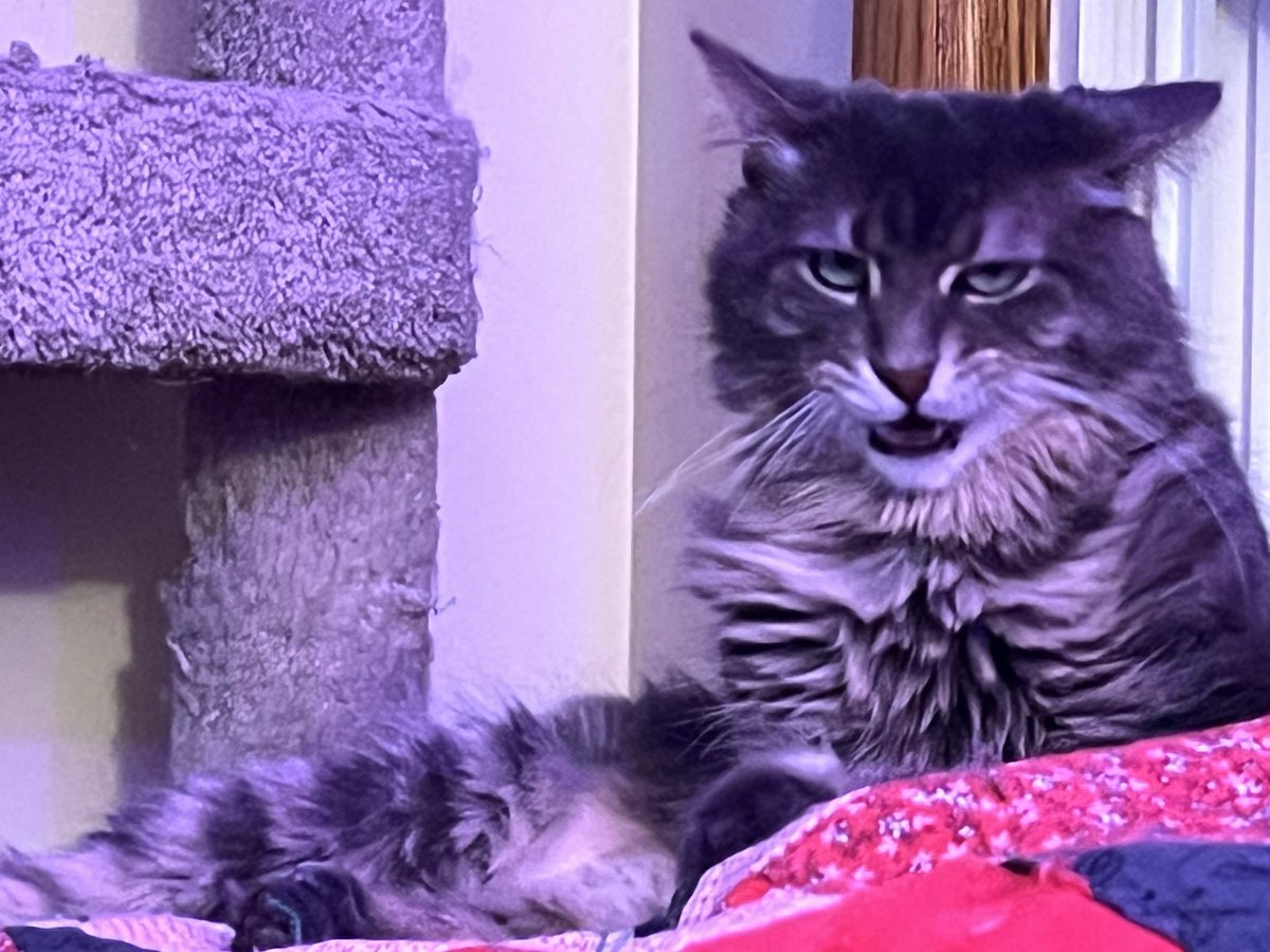 A Cat Named Bitches tweet media